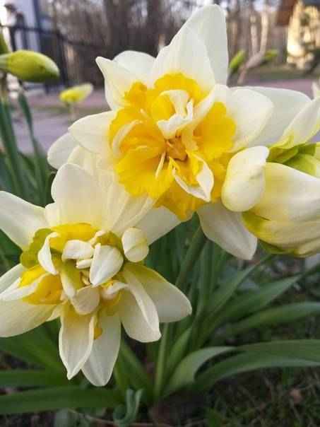 Нарцисс Реплит: хаpaктеристика и особенности выращивания