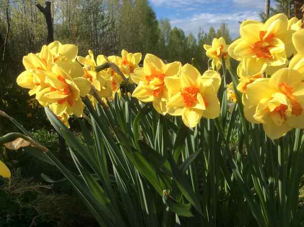 Нарцисс Таити, описание и особенности цветка