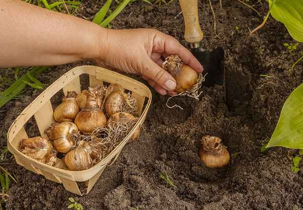 Когда посадить нарциссы в Подмосковье