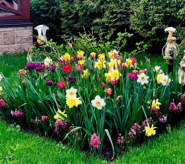 Тюльпаны и нарциссы в ландшафтном дизайне