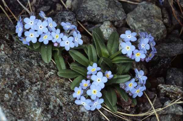 Описание незабудки альпийской