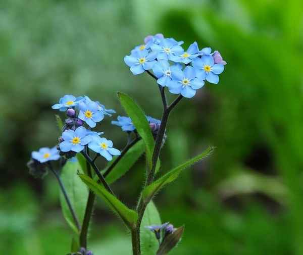 Незабудка как разновидность полевых цветов