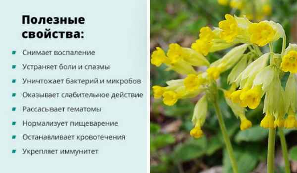 Полезные и лечебные свойства примулы