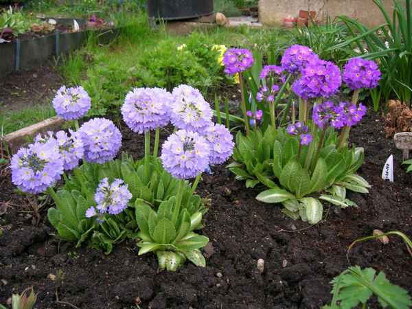 Примула мелкозубчатая: выращивание и уход