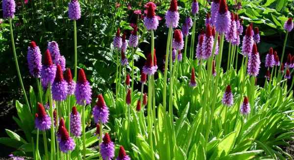 Посадка примулы Виаля и особенности ухода за растением