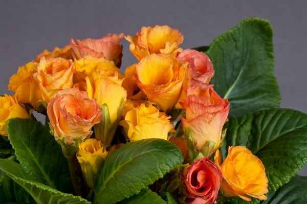 Примула махровая сорта Розанна абрикосовая