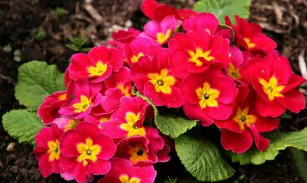 Хаpaктеристика и выращивание примулы бесстебельной