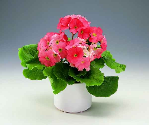 Описание и выращивание примулы Обконика