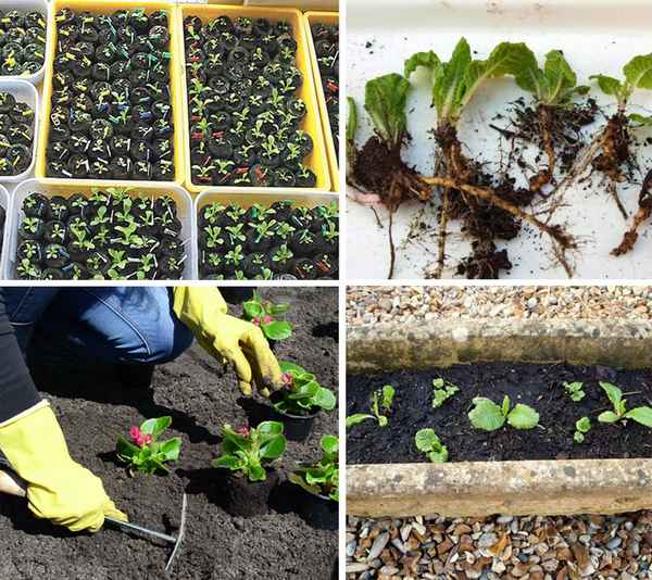 Посадка и выращивание примулы в открытом грунте