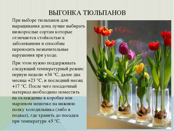 Описание и особенности выращивания тюльпана Баллада