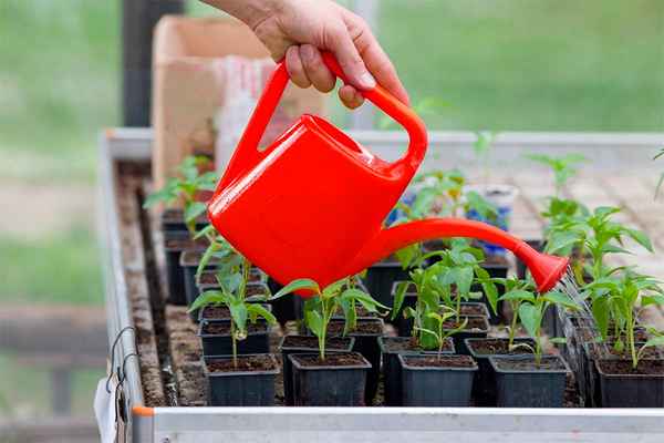 Правильный полив рассады