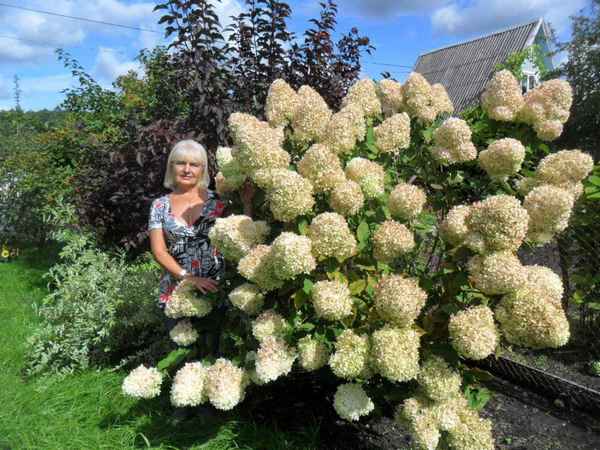 Гортензия — как быстро растёт куст