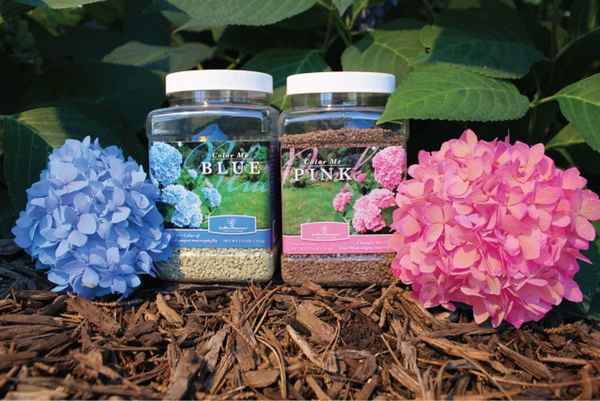 Как и чем нужно поливать гортензию