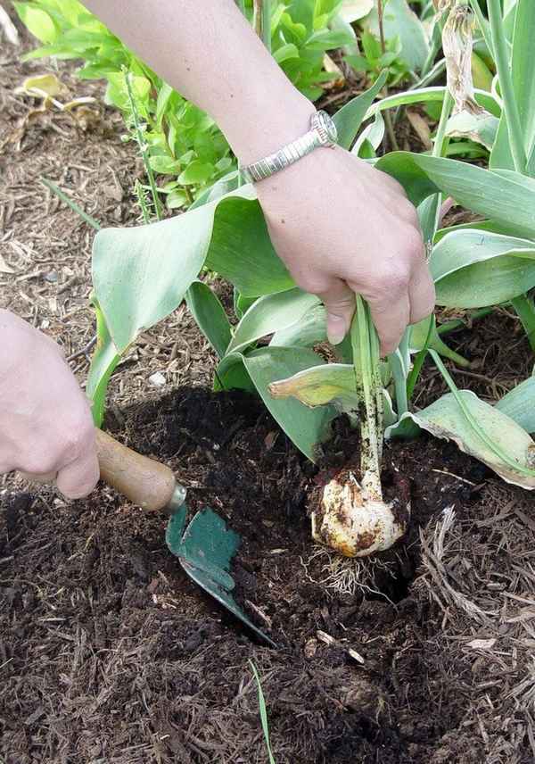 Как и когда выкапывать тюльпаны для пересадки на другое место