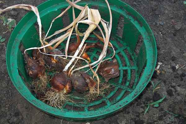 Нужно ли выкапывать тюльпаны после цветения каждый год, и как сохранить луковицы до посадки