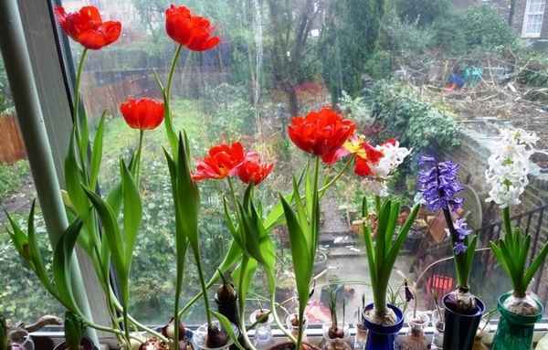 Как преждевременно вырастить тюльпаны: выгонка цветов в домашних условиях