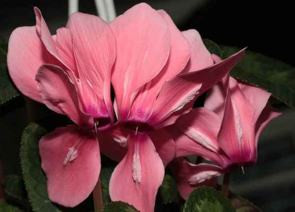 8 красивейших сортов персидского цикламена, которые стоят того, чтобы мучиться с их капризами