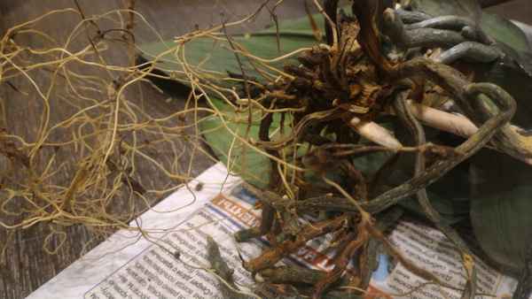 Миссия выполнима: 2 дешевых средства, которые помогли мне спасти орхидею