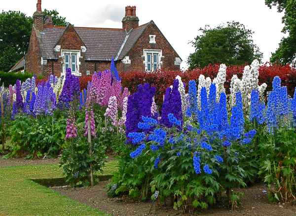 10 самых неприхотливых долгоцветущих многолетников для сада