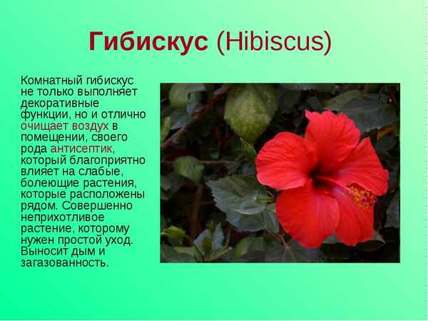 Гибискус (Китайская роза): описание, особенности ухода и выращивания