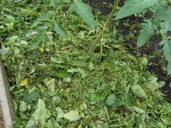 10 советов как не допустить ошибок при мульчировании