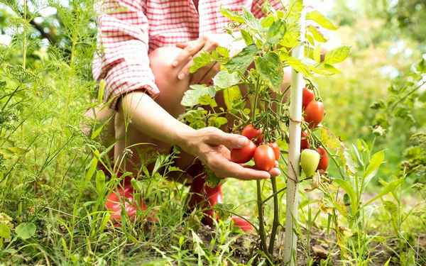 Большой сбор на огороде: собираем в августе семена любимых сортов