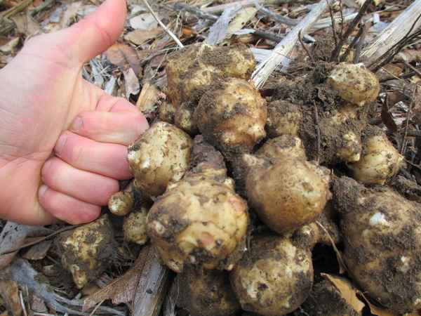 Когда нужно высаживать и собирать топинамбур: главные секреты