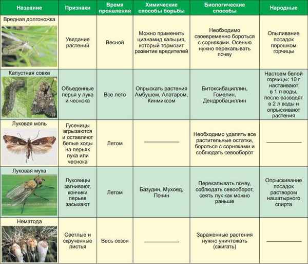 Разновидности болезней и вредителей пшеницы, способы борьбы с ними