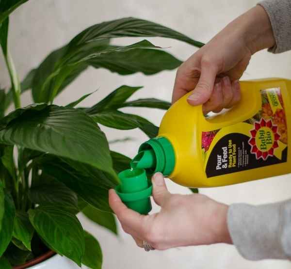 Чем и как подкормить комнатные растения в домашних условиях