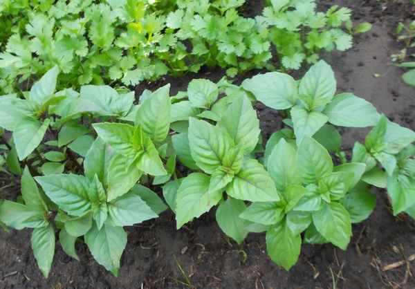 Выбираем сорта базилика: с ароматом лимона, карамели и другие