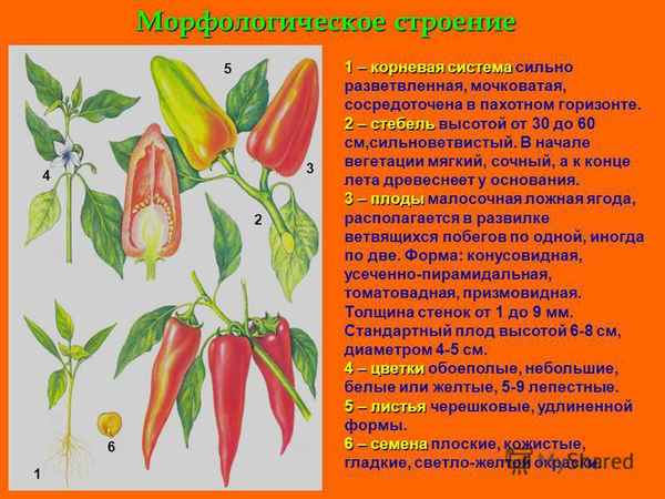 Особенности строения перца
