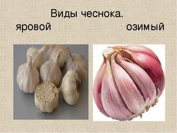 В чем отличия между яровым и озимым чесноком?