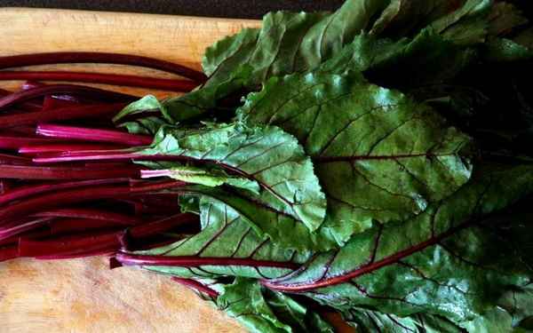 Ботва свеклы: полезные свойства и вред
