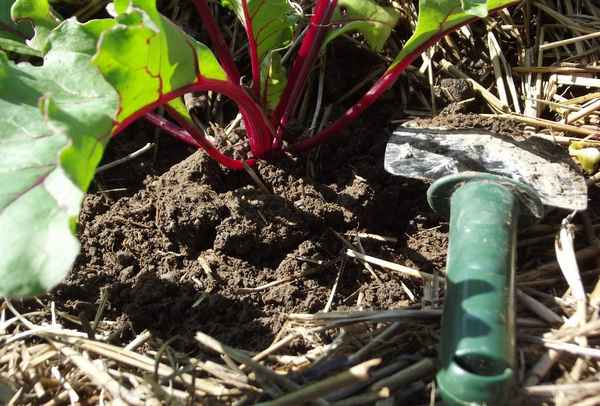 Как правильно поливать свеклу в открытом грунте?