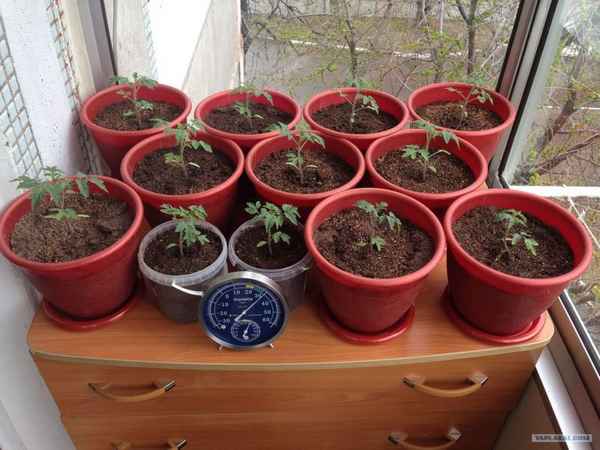 Как вырастить помидоры на балконе в домашних условиях: пошаговая инструкция посева и ухода