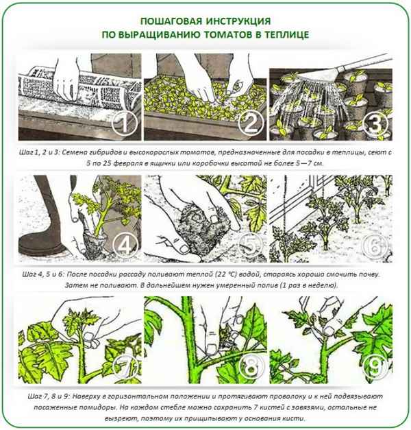 Как вырастить помидоры в домашних условиях: пошаговая инструкция, особенности ухода