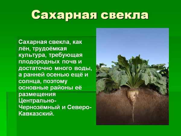 Сахарная свёкла: описание, польза и вред, технология выращивания