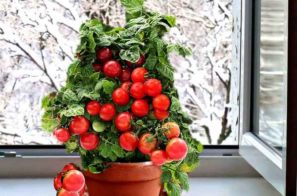 Помидоры Клубничное дерево: описание, особенности выращивания дома и на подоконнике