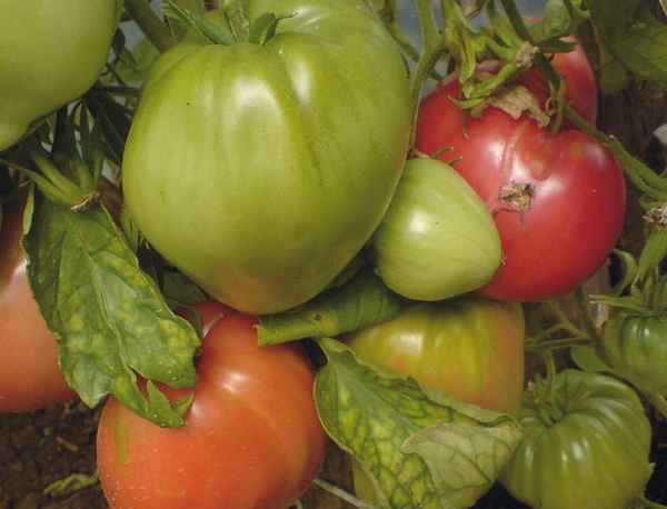 Помидоры «Любящее сердце»: описание, агротехника выращивания