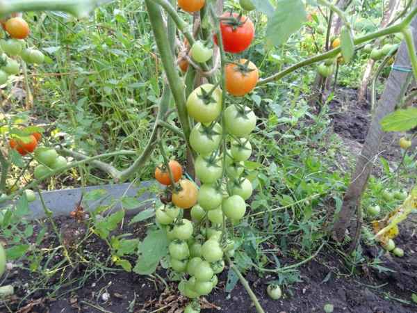 Помидоры «Оля»: описание, агротехника выращивания