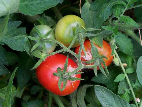 Помидоры «Монгольский карлик»: хаpaктеристика, особенности выращивания