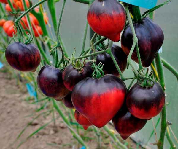 Экзотические сорта томатов