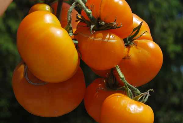 Самые плодовитые сорта жёлтых помидоров: выбираем для рассады