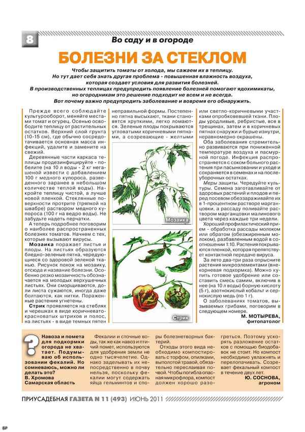 Болезни рассады томатов: описание и способы их лечения