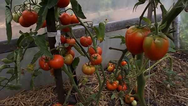 Что нужно сделать, чтобы помидоры быстрее краснели