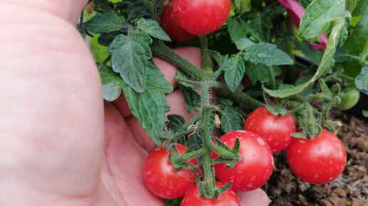 10 секретов хорошего урожая томатов