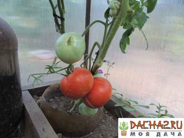 Как и что сделать, чтобы помидоры быстрее краснели дома