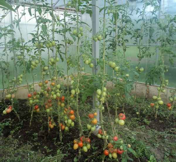 Чем и как подкормить помидоры во время цветения и плодоношения в теплице