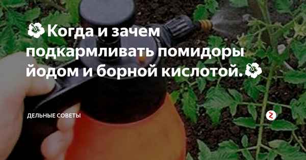 Как правильно подкормить помидоры йодом и борной кислотой