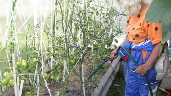 Как часто и как правильно надо поливать помидоры в теплице